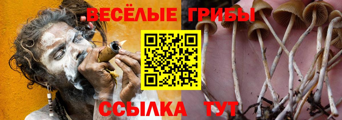 Псилоцибиновые грибы Psilocybe  Вход с VPN  Красногорск 